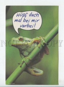 441842 Germany European tree frog Hyla arborea NABU advertising postcard