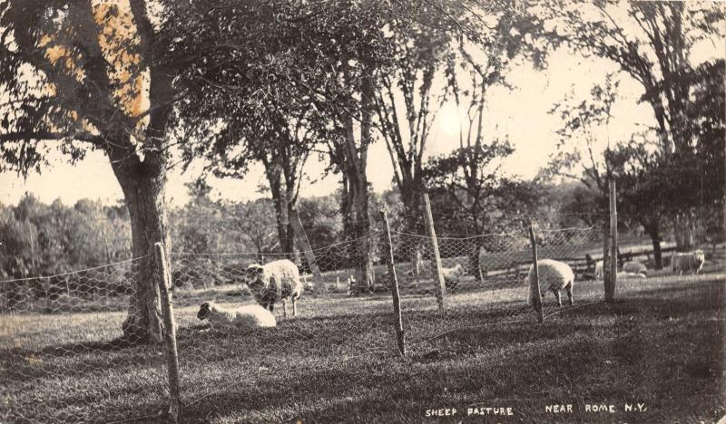 ROME NEW YORK SHEEP PASTURE REAL PHOTO POSTCARD c1913 