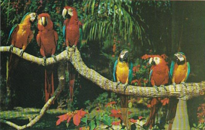 Florida Miami Colorful Macaws Parrot Jungle Red Road