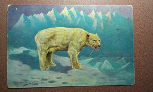 Antique postcard 1910s Artist signed M.Muller Polar bear Iceberg ice floe Eisbar