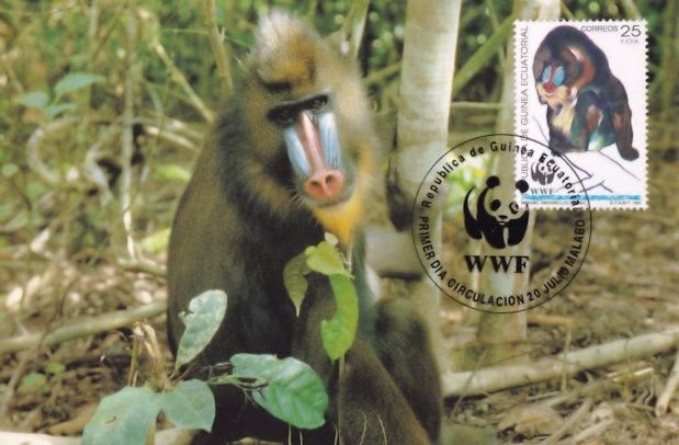 Mandrill Baboon Ape Republica De Guinea Stamp FDC Postcard