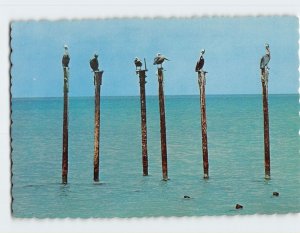 Postcard Perching Pelicans off Aruba's Beach, Aruba