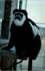 Black & White Colobus Monkey - [MX-684]