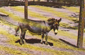Miniature Donkey Gobblers Knob Zoo Farm Bloomingdale Indiana
