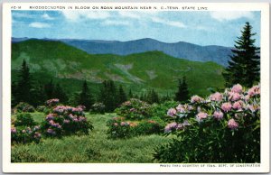 North Carolina NC, Rhododendron in Bloom on Roan Mountain, State Line, Postcard