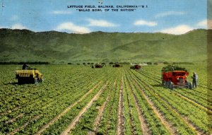 Salinas, California - The Lettuce Field - Salad Bowl of the Nation - in 1940s