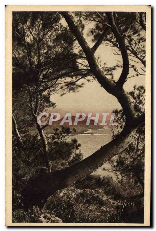 Postcard Old French Riviera Cap Ferrat seen through the Aleppo Pines