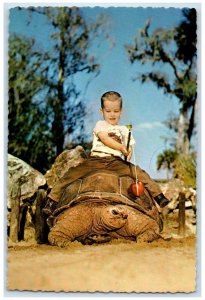 Florida's Silver Springs Huge Galapagos Tortoises Reptile Institute FL Postcard