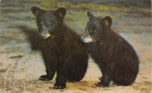 Black Bear Cubs Great Smoky Mountains National Park, USA Bear Unused 