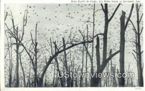 Wild Ducks in Flight - Stuttgart, Arkansas AR  