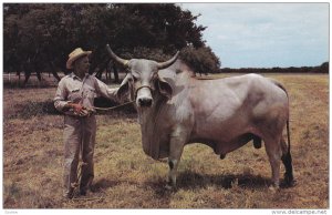 BRAHMAN BULL, Cherolaise and Charbray Cattle, Texas, 40-60s