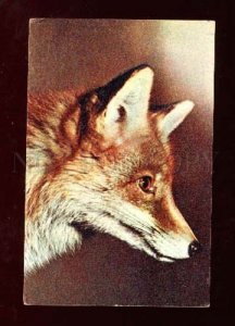 005645 Head of FOX. Old color photo PC