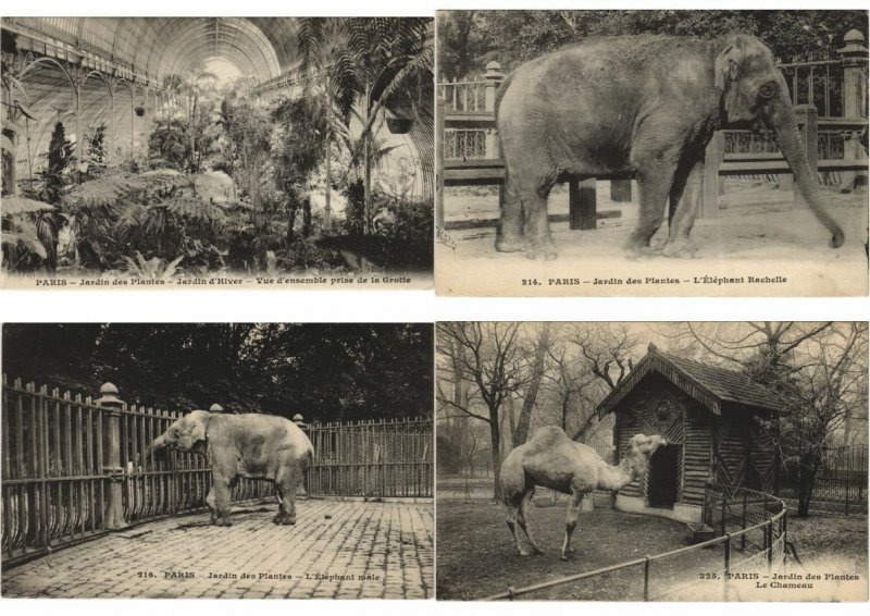 ZOO JARDIN DE PLANTES 200 Vintage ANIMAL Postcards pre-1930 (L4066)