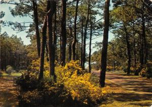 BR11170 Cote Atlantique gentes en fleurs sous les pins france