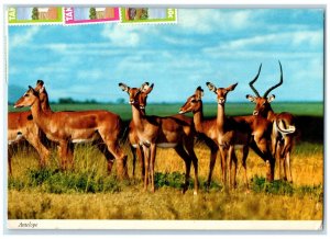 1980 Antelope Part of A Herd of Antelope Inhabit Plains of Tanzania Postcard