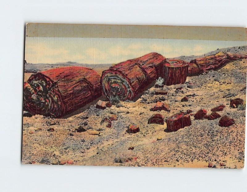 B-195441 Logs of Stone Petrified Forest Arizona USA