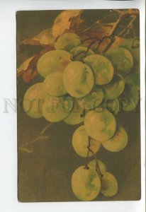 444057 C. KLEIN Green Grapes on Tree Vintage postcard