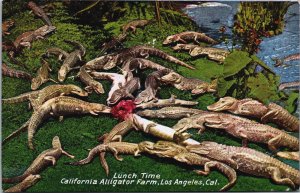 Lunch Time Los Angeles California Alligator Farm Vintage Postcard C096