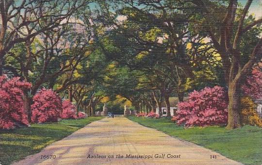 Azaleas On The Mississippi Gulf Coast Mississippi 1952