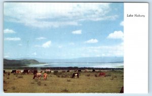 LAKE NAKURU Kenya Postcard