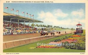 Thoroughbreds Running at Hialeah Park Miami, Florida, FL, USA Horse Racing Un...