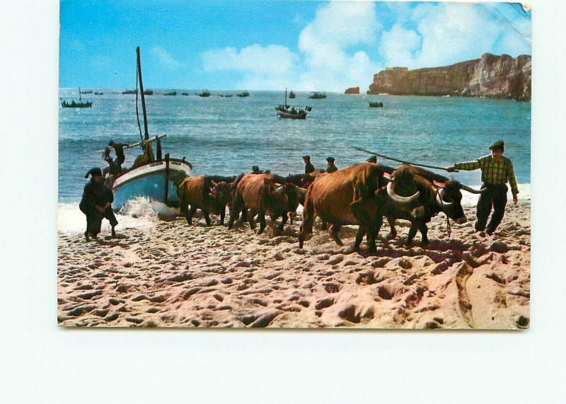 Postcard  Nazare Portugal Pulling Boats Oxen Sand Beach Team # 4076A