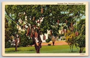 Hawaii~State University Campus~Sausage Tree~Kigelia Africana~Linen 1940 Postcard