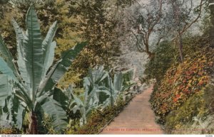 OAKLAND, California, 1900-10s; Nana Palms in Canyon, Piedmont Park