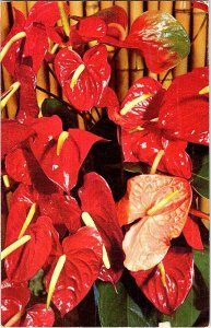 Red Anthurium Hawaii Islands Vintage Postcard Standard View Card 