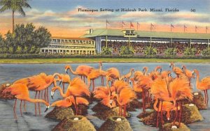 Flamingos Setting at Hialeah Park Miami, Florida