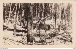 RP; Wild Scenes, INTERNATIONAL FALLS, Minnesota, 1930s