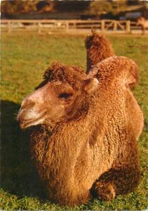 Camel topical postcard