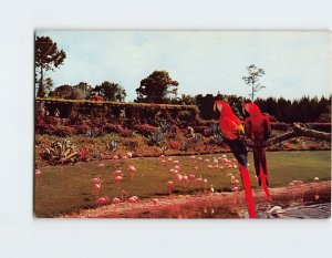 Postcard Mac and Marshall, Two Scarlet Macaws, Parrot Jungle, Miami, Florida