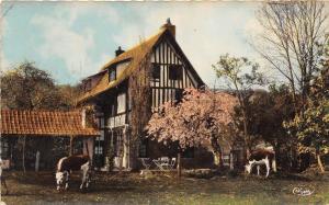 BR12312 Ma Normandie printemps vaches cows  france