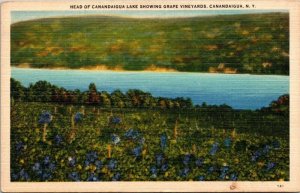 Head Canadaigua Lake Showing Grape Vineyards NY New York Linen Postcard UNP VTG
