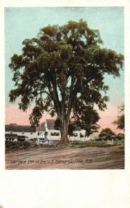 Vintage Postcard Largest Elm In The United States Somersworth New Hampshire NH