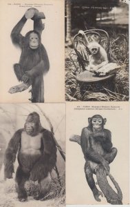 MONKEYS SINGES 79 Vintage Postcards Mostly pre-1940 with BETTER (L6027)