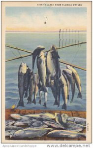 Fishing A Day's Catch From Florida Waters 1944 Curteich