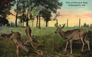 Indianapolis IN-Indiana, Deer At Fairview Park Wild Animals, Vintage Postcard
