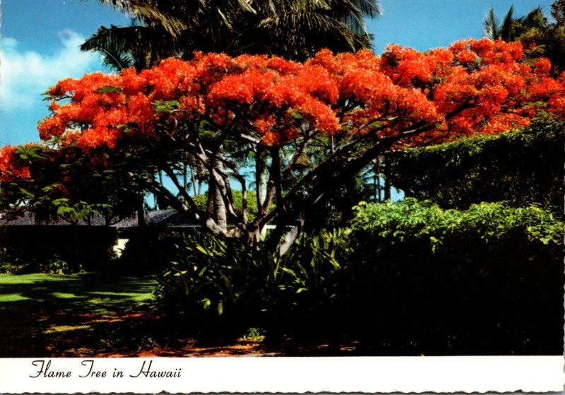 Hawaii Beautiful Royal Poinciana In Full Bloom The Flame Tree