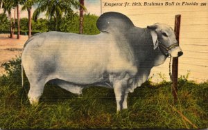 Florida Bradenton Brahman Bull Emperor Jr 10th