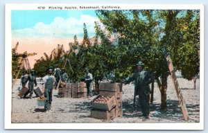 SEBASTOPOL, CA California ~ PICKING APPLES  c1920s Sonoma County Farm Postcard