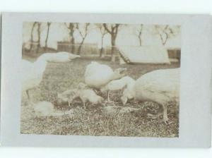 rppc 1920's Close-Up GEESE BIRDS WITH LITTLE GOOSE BABIES AC8876