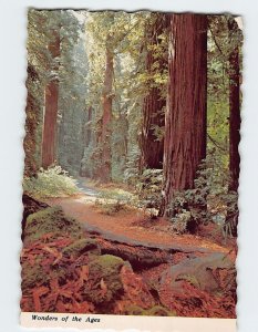 Postcard Wonders of the Ages, Avenue of the Giants, California