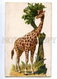 158726 Hunt GIRAFFE Vintage Russian RARE PC