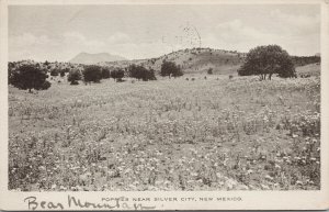 Poppies near Silver City New Mexico NM Bear Mountain ?? c1917 Postcard E89 