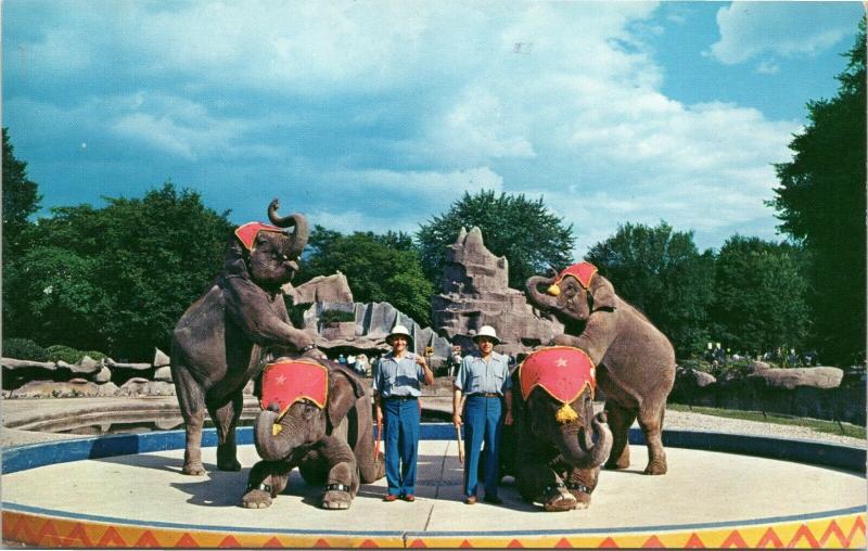 Zoological Park - Elephant Show, Detroit, Michigan postcard