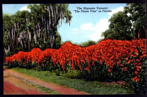 Florida The (Bignonia Venusta) The Flame Vine - Linen