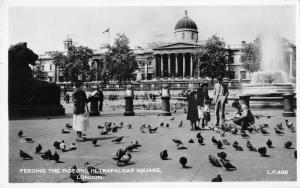 uk4334 pigeons trafalgar square london real photo   uk