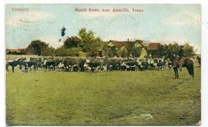 Cattle Ranching Cowboy Western Amarillo Texas 1910 postcard